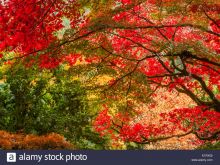 Autumn Victoria