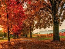 Autumn Victoria