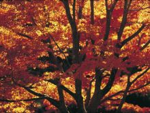 Autumn Victoria