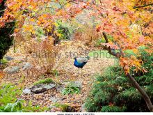 Autumn Victoria