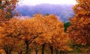 Autumn Victoria