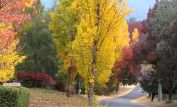 Autumn Victoria