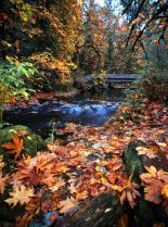 Autumn Victoria