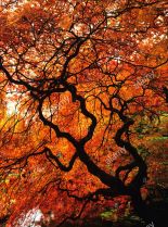 Autumn Victoria