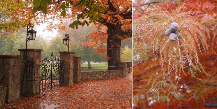 Autumn Victoria