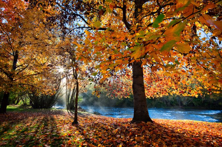 Autumn Victoria
