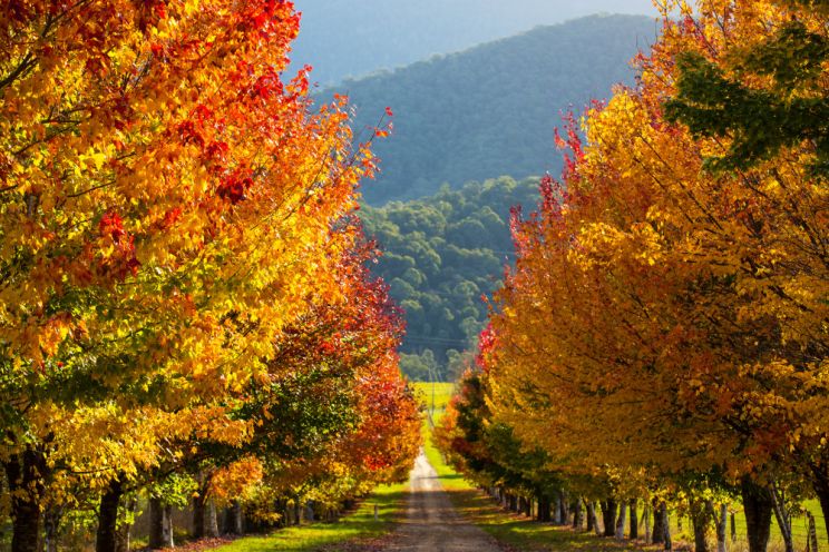 Autumn Victoria