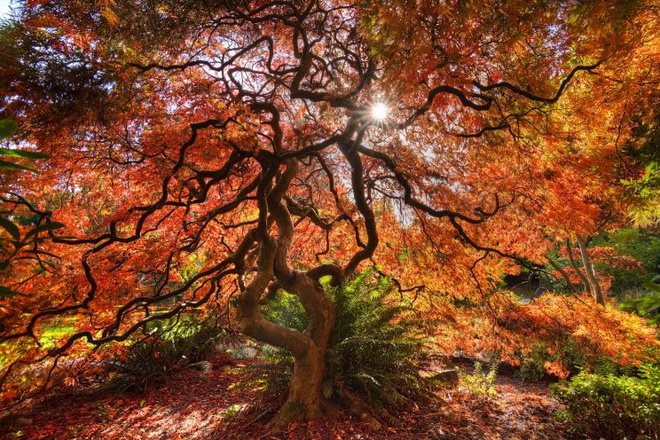 Autumn Victoria