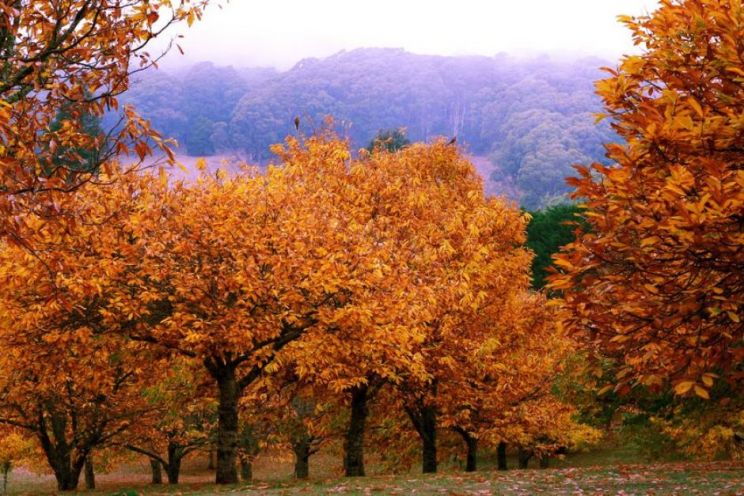 Autumn Victoria