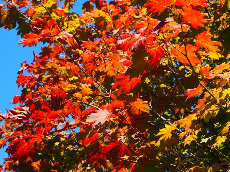 Autumn Victoria
