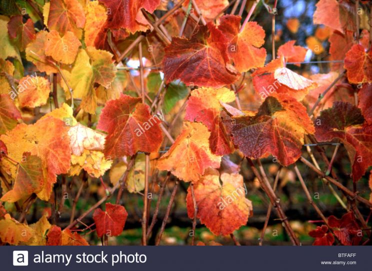 Autumn Victoria