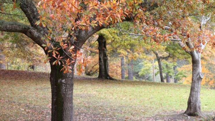 Autumn Victoria