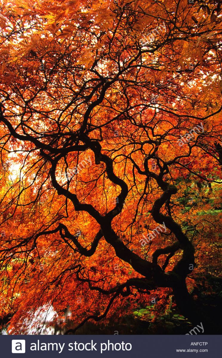Autumn Victoria