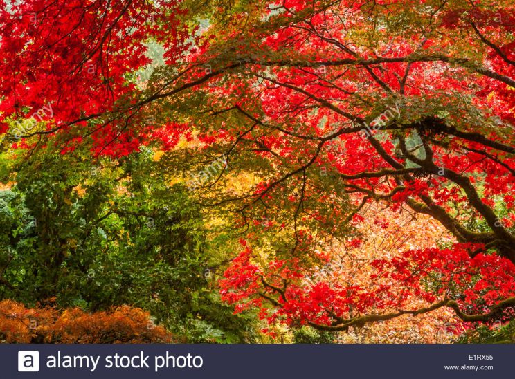 Autumn Victoria