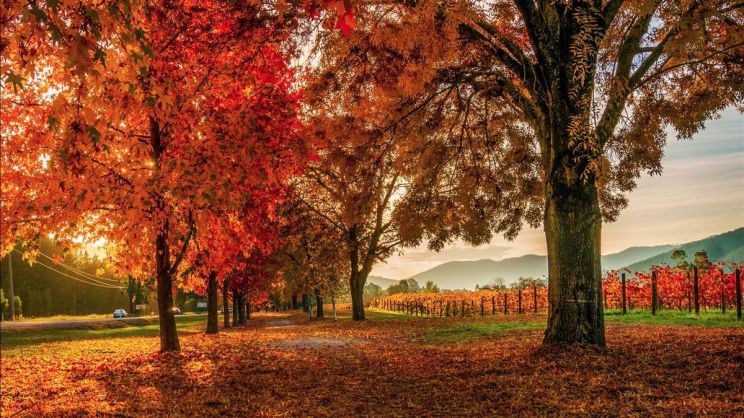 Autumn Victoria