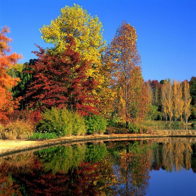 Autumn Victoria