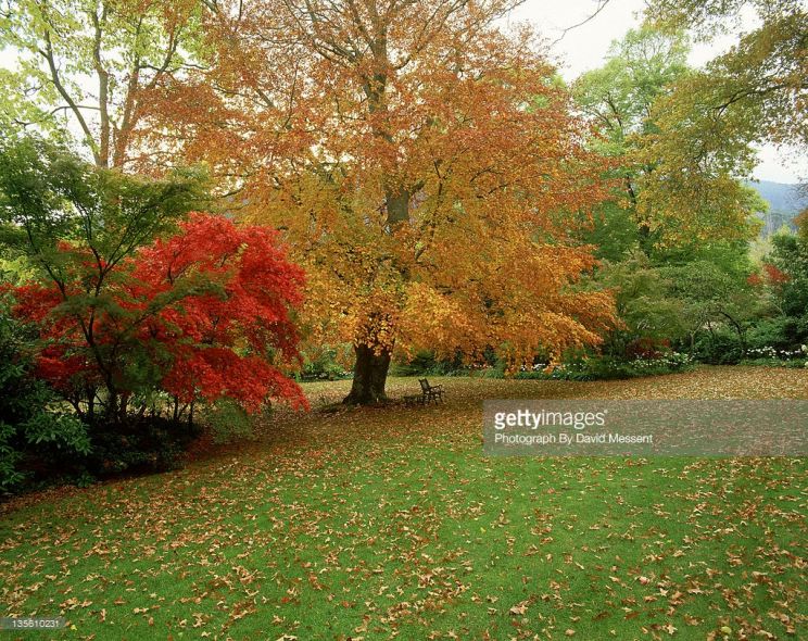 Autumn Victoria