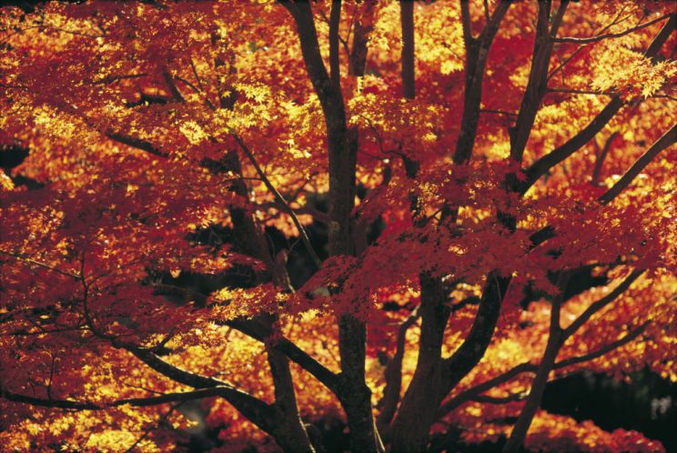 Autumn Victoria