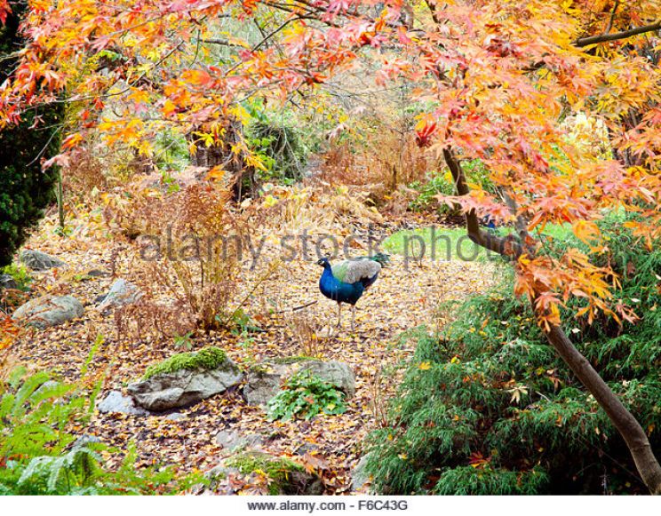 Autumn Victoria