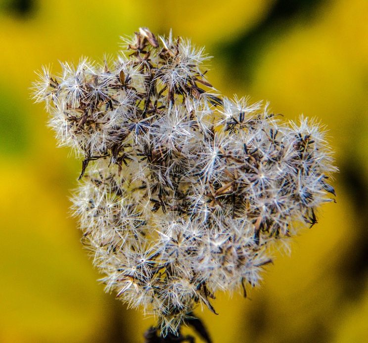 Autumn Withers