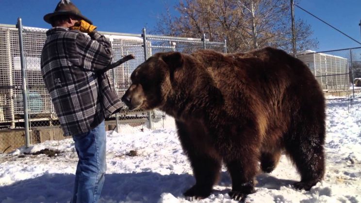 Bart the Bear