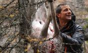 Bear Grylls