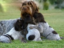 Bear the Dog