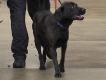 Bear the Dog