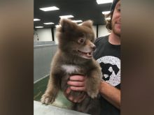 Bear the Dog