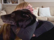 Bear the Dog