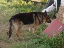 Bear the Dog