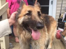 Bear the Dog