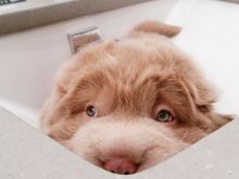 Bear the Dog