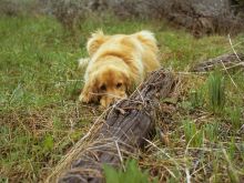 Bear the Dog