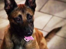 Bear the Dog
