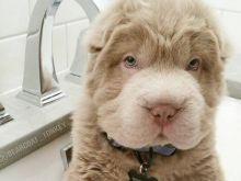 Bear the Dog