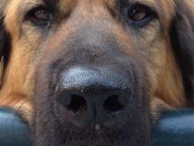 Bear the Dog