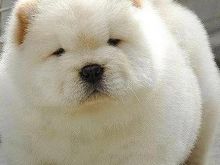 Bear the Dog