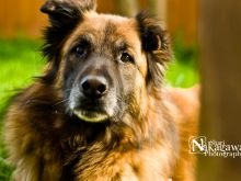 Bear the Dog