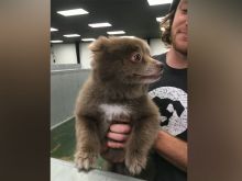 Bear the Dog