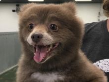 Bear the Dog