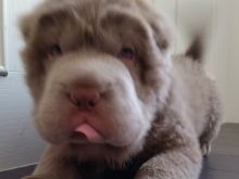 Bear the Dog
