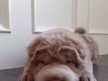 Bear the Dog