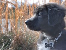 Bear the Dog