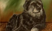 Bear the Dog