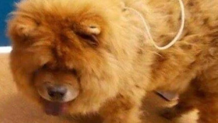 Bear the Dog