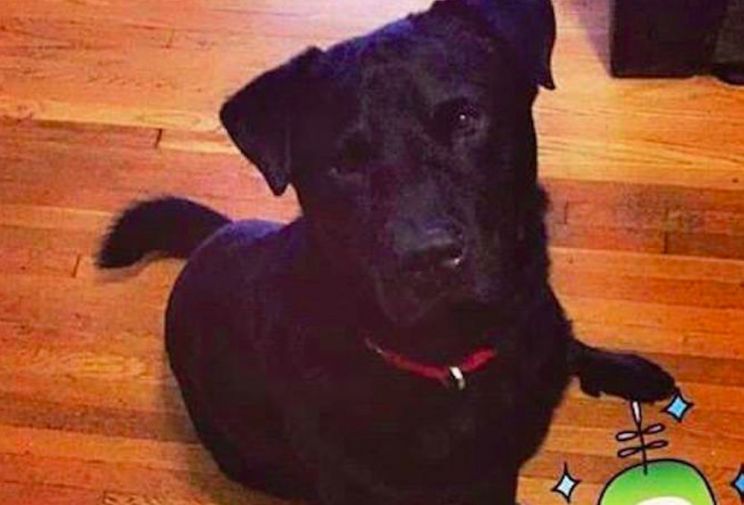 Bear the Dog