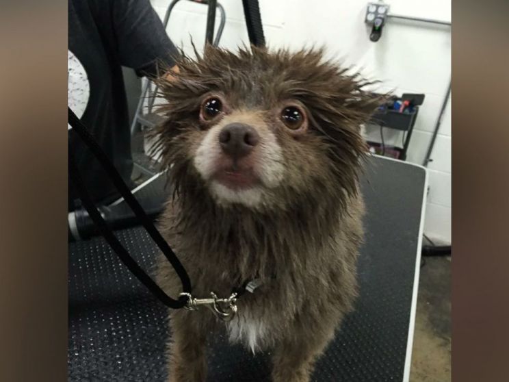 Bear the Dog