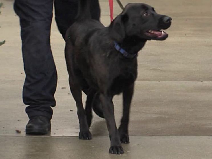 Bear the Dog