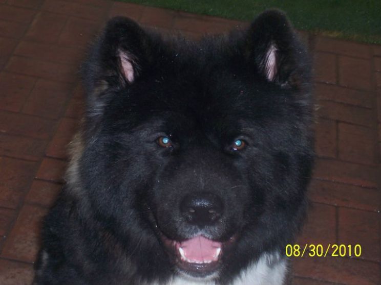 Bear the Dog